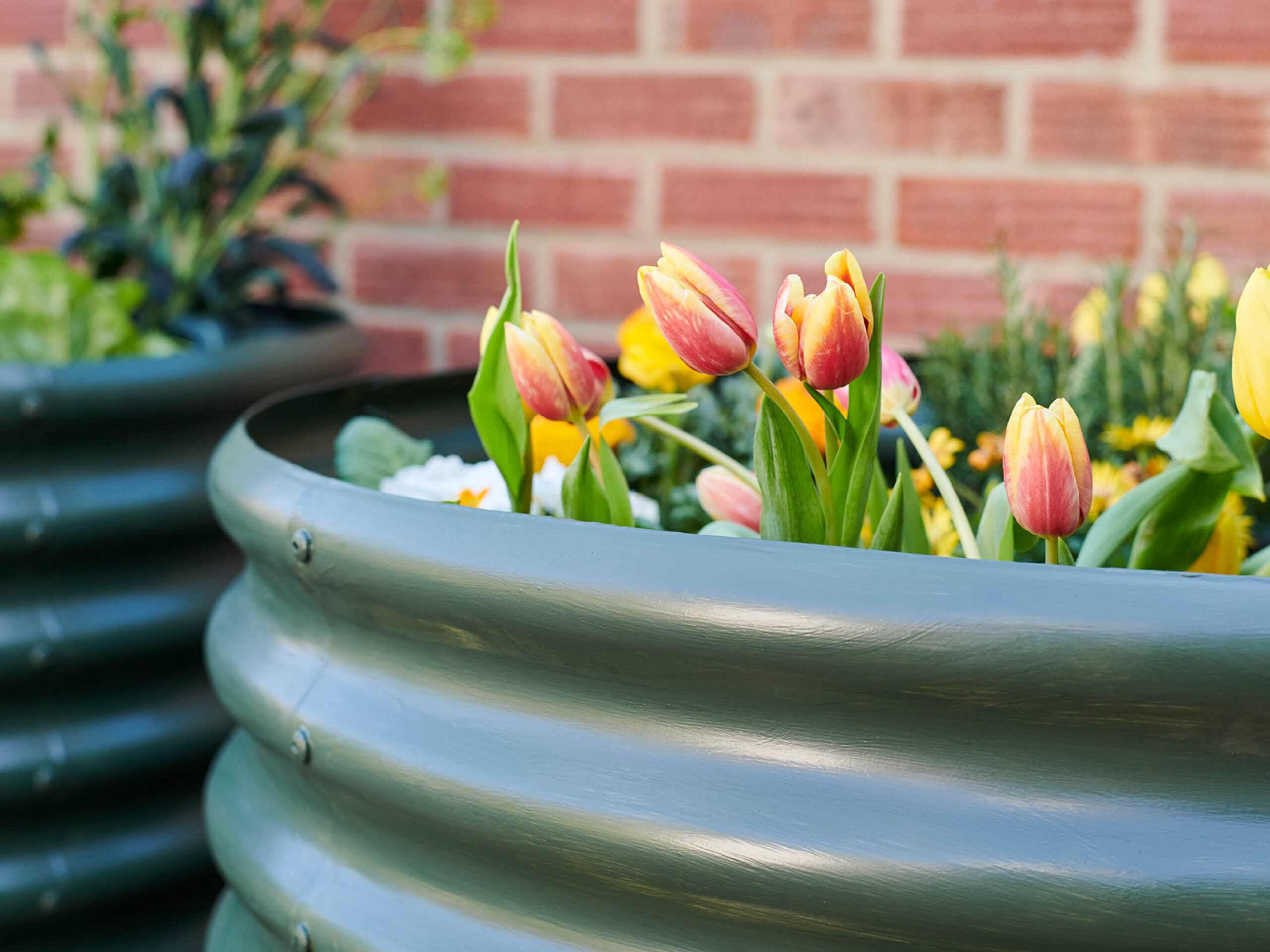 A close up image of a metal planter painted Chrome Green and filled with Tulips